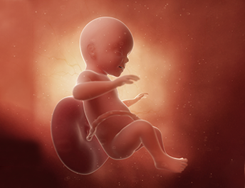 Anne karnındaki 26 haftalık bebek