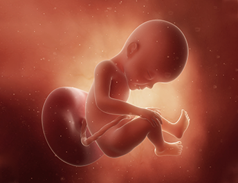 Anne karnında gelişen 27 haftalık bebek