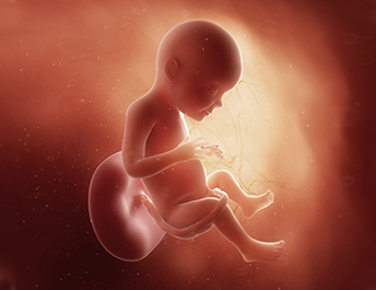 Anne karnında gelişen 28 haftalık bebek