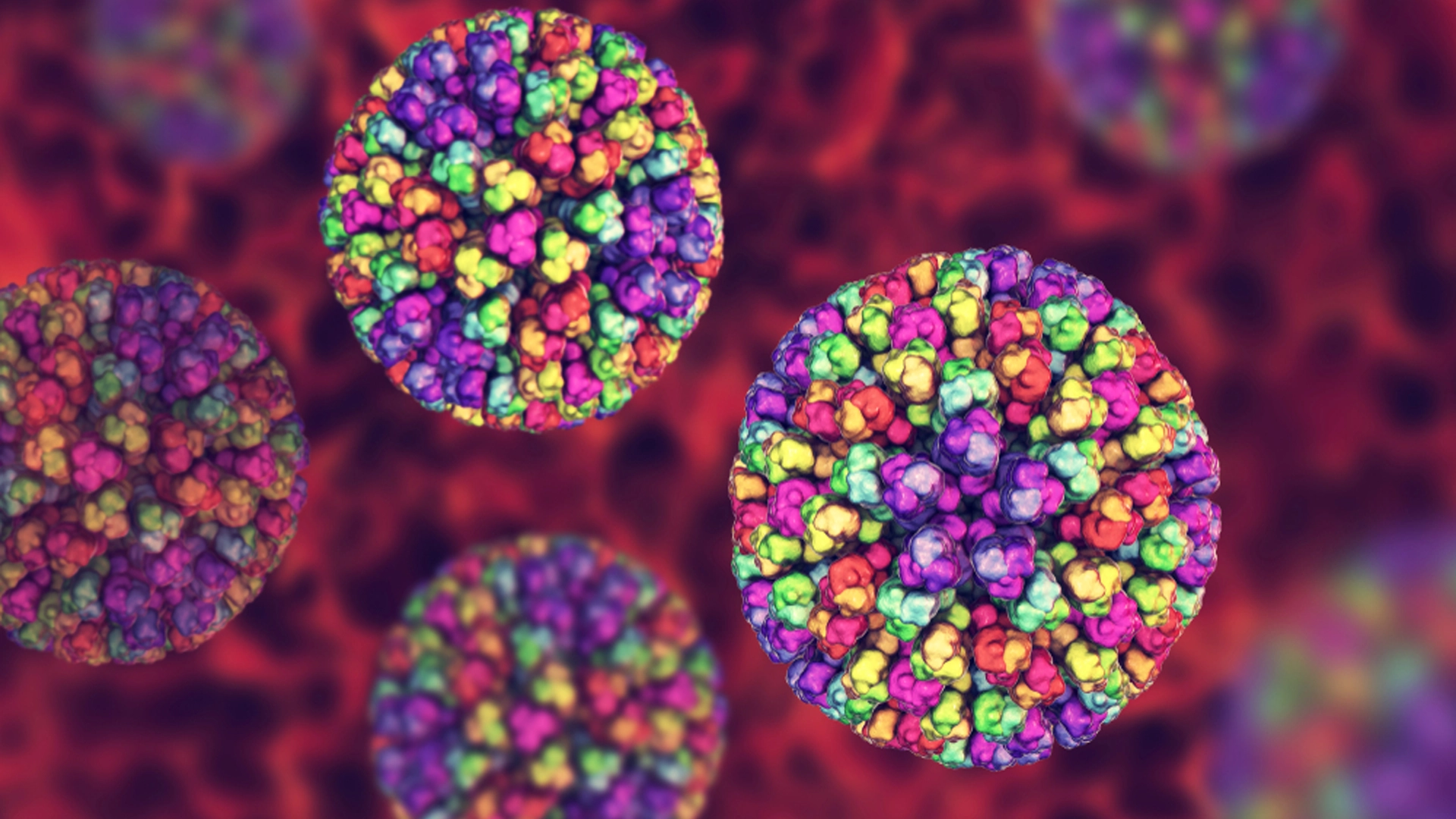 Blue Tongue Virus - Mavi Dil Virüsü