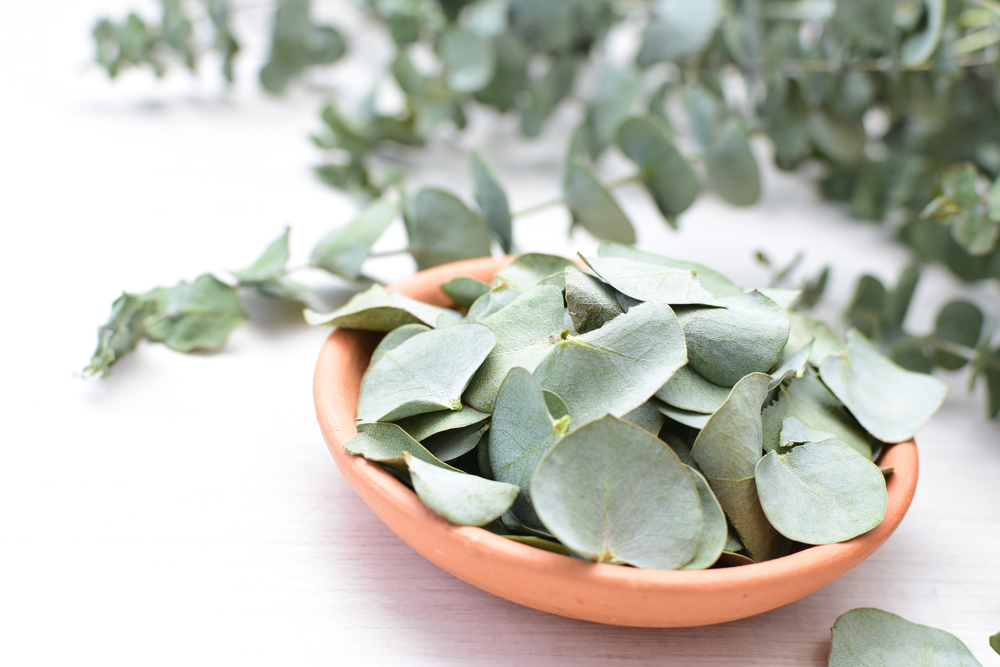 Dokulu bir beton arka plan üzerinde sergilenen, okaliptüs dalının yanında duran yuvarlak bir seramik tabağın üstten görünümü