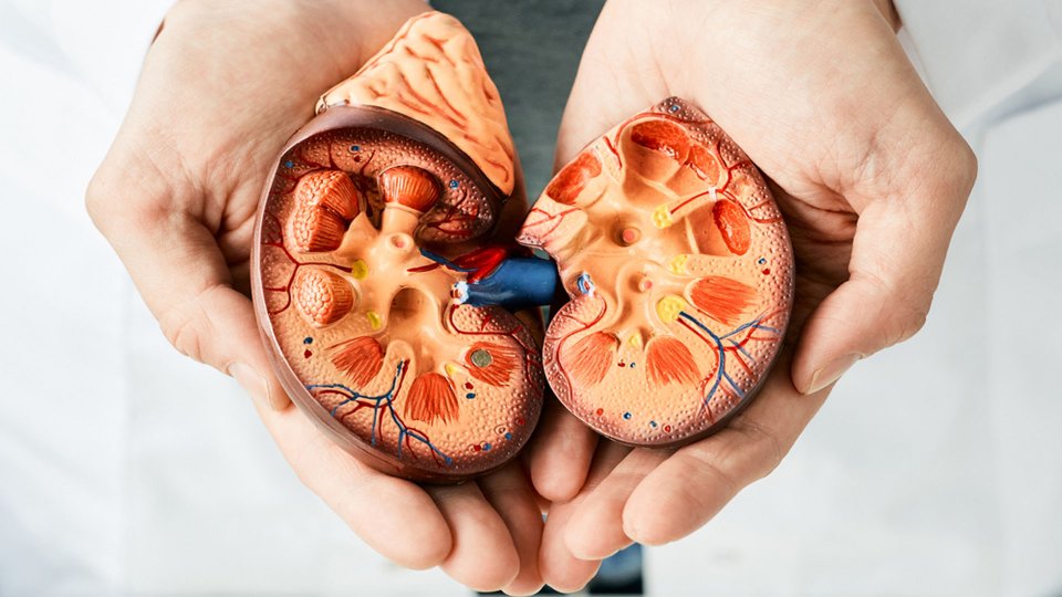 Böbrek Yetmezliği Belirtileri Nelerdir? Nasıl Tedavi Edilir?