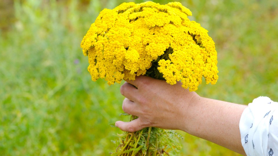 Civan Perçemi Nedir? Faydaları Nelerdir?