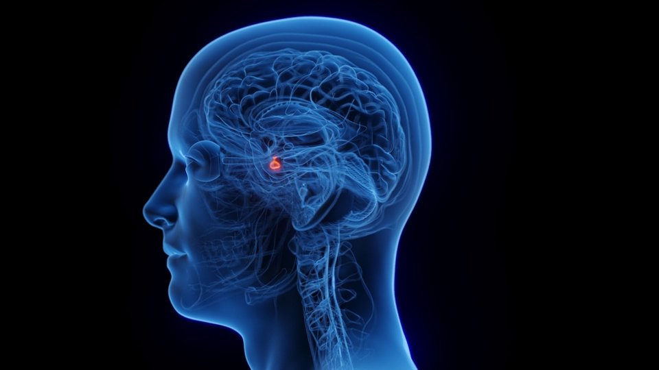 Hipofiz Bezi tümörleri nedir, tedavisi nasıl yapılır?