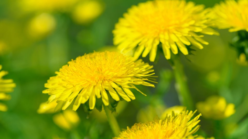 Karahindiba Nedir? Karahindiba Faydaları Nelerdir?