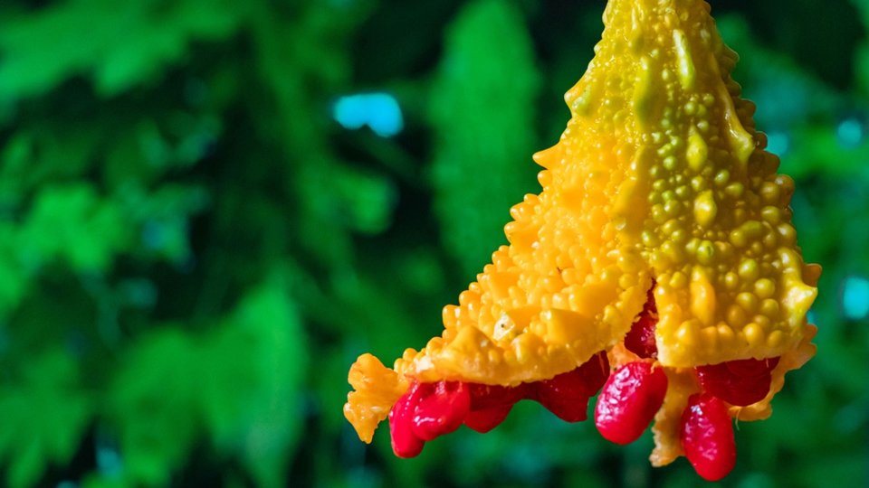 Kudret Narı Faydaları Nelerdir? Nasıl Tüketilir?