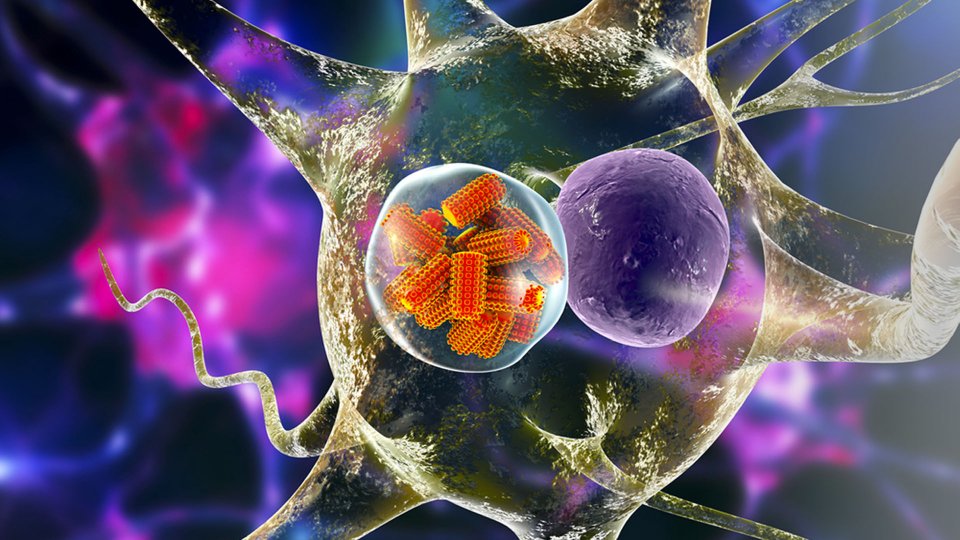 Kuduz Hastalığı Nedir? Belirtileri ve Tedavisi