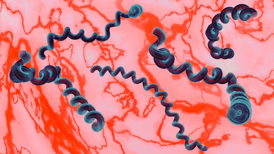 Lyme Hastalığı Nedir? Belirtileri ve Tedavi Yöntemleri Nelerdir?