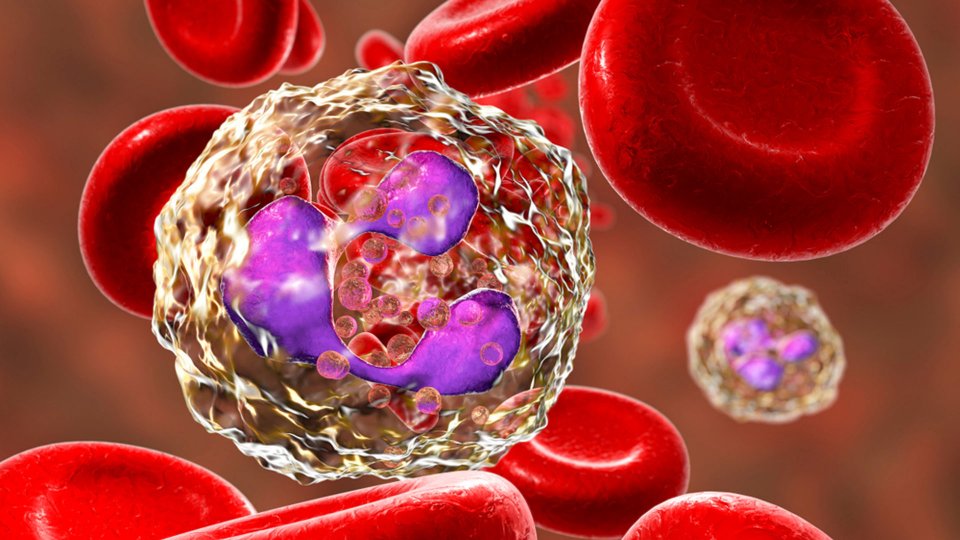 Nötrofil Nedir? Nötrofil (NEU) Yüksekliği ve Düşüklüğü Nedir?