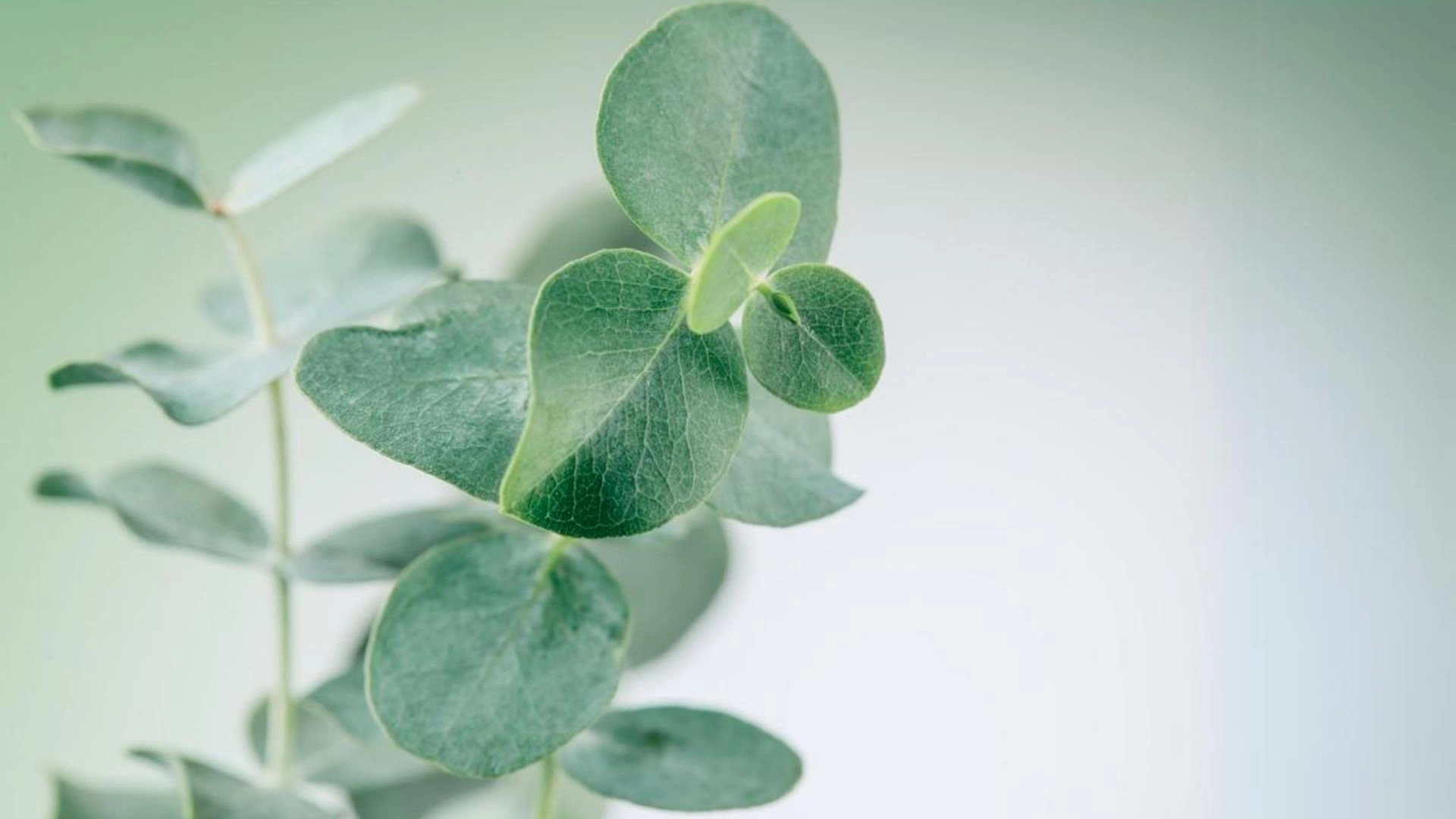 Okaliptus Nedir? Okaliptus Yağı Faydaları Nelerdir?