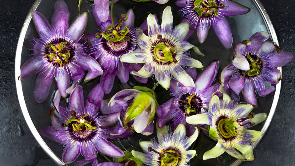 Passiflora Nedir? Passiflora Ne İşe Yarar?