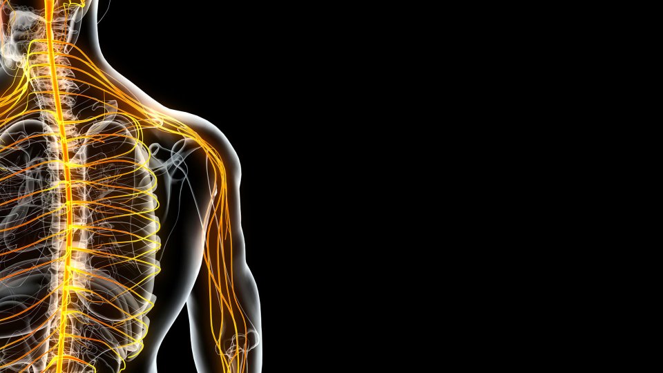 Periferik Sinir Ameliyatı Nedir? Periferik Sinir Cerrahisinde Neler Yapılır?