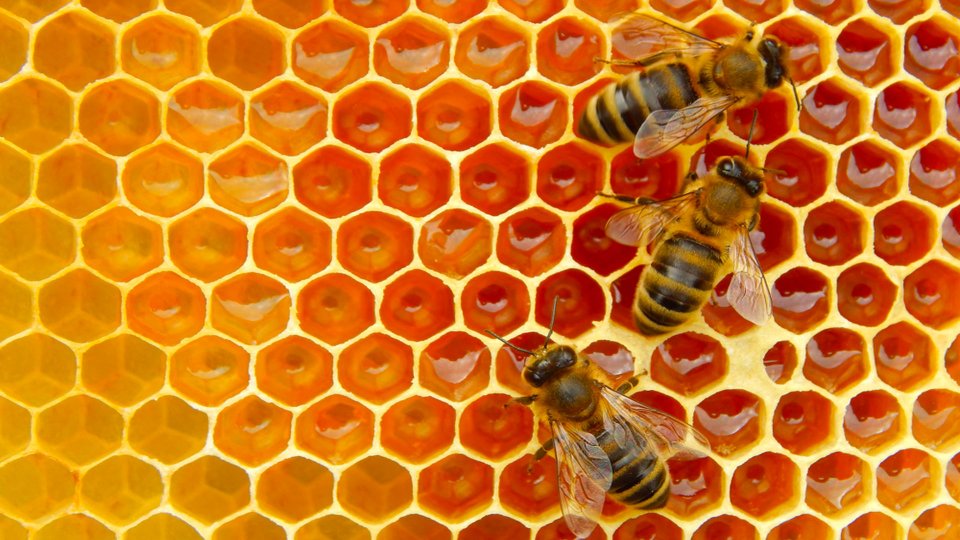 Propolis Nedir? Propolis Faydaları Nelerdir?