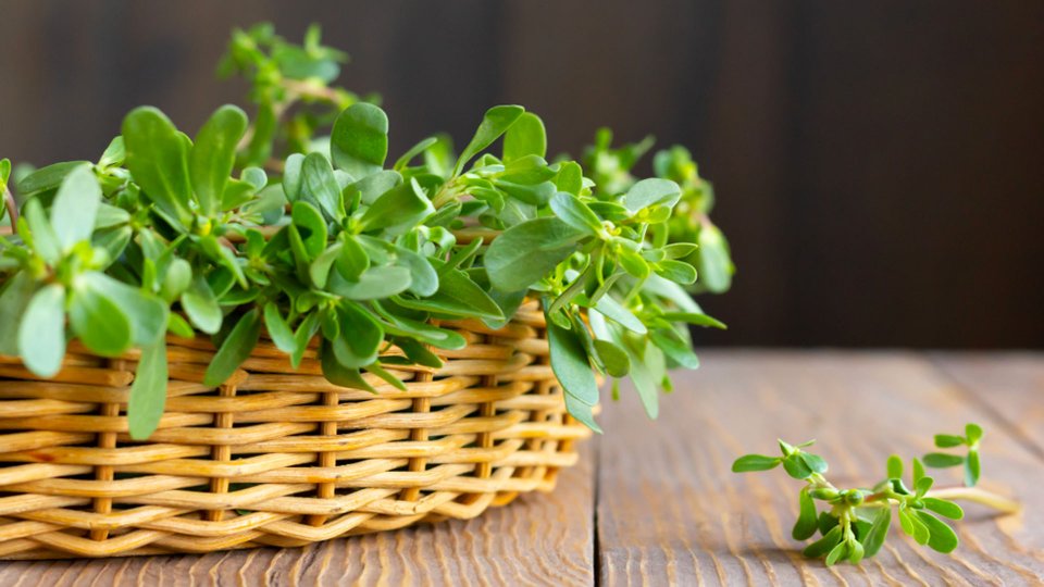 Semizotu Faydaları Nelerdir?