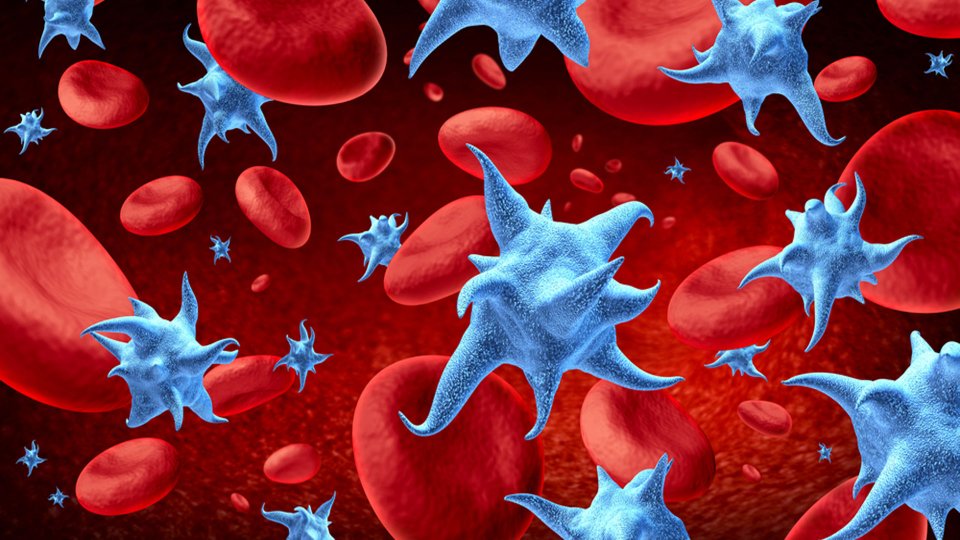 Trombosit (PLT) Nedir? Trombosit Düşüklüğü ve Yüksekliği Nedir?