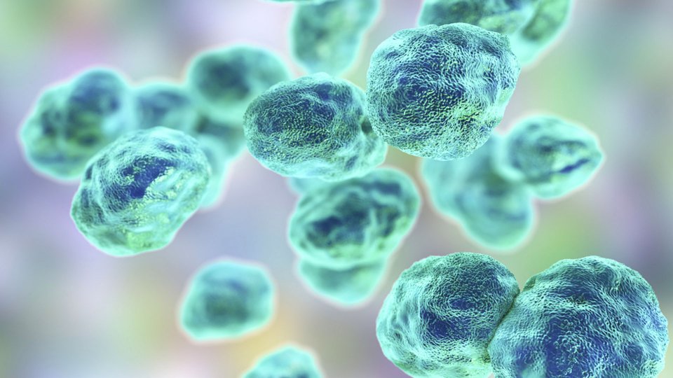 Tularemi Nedir? Tularemi Hastalığı Belirtileri ve Tedavisi Nelerdir?