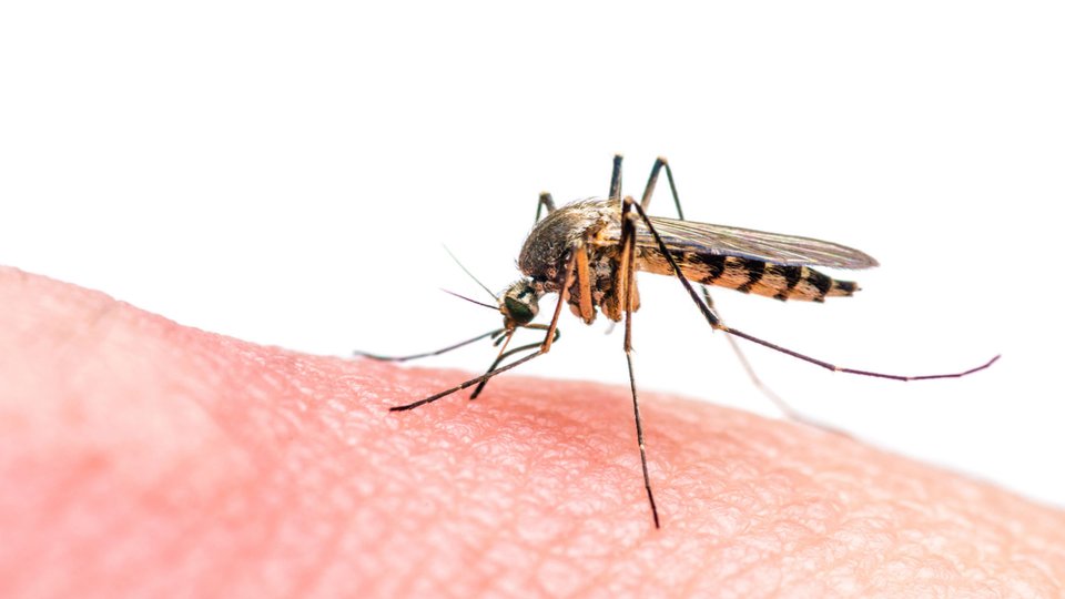 Zika Virüsü Nedir? Belirtileri Nelerdir?