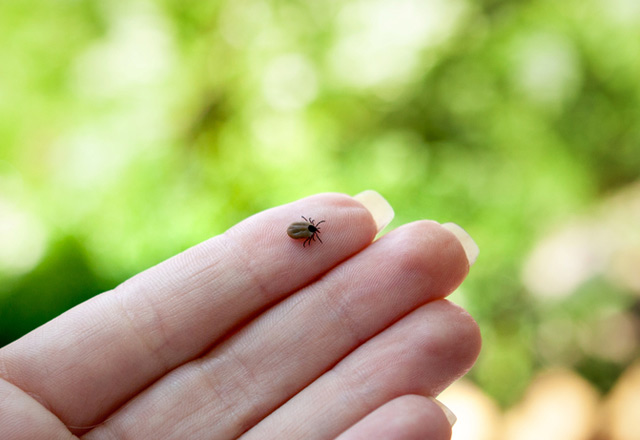 Kulak Burun Boğaz Uzmanlarından 'Kene' Uyarısı