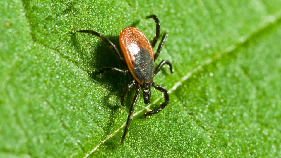 Havalar Isınıyor, Uzmanlar Keneye Karşı Uyardı