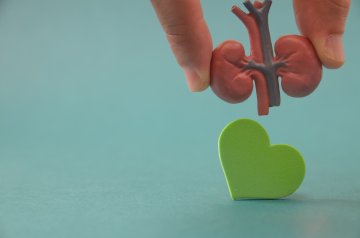 Böbrek Sağlığını Nasıl Koruyabiliriz?